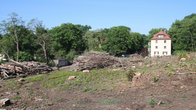 Auf dem abgeholzten Waldstück sprießen neue Pflanzen.