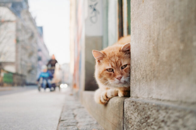 Schmusekater Fritz auf der Pulsnitzer Straße - Foto: Stephan Böhlig, Neustadtspaziergang