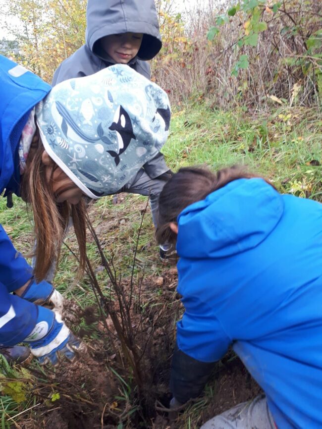 50 Grundschüler haben in Großzschachwitz Sträucher gepflanzt.