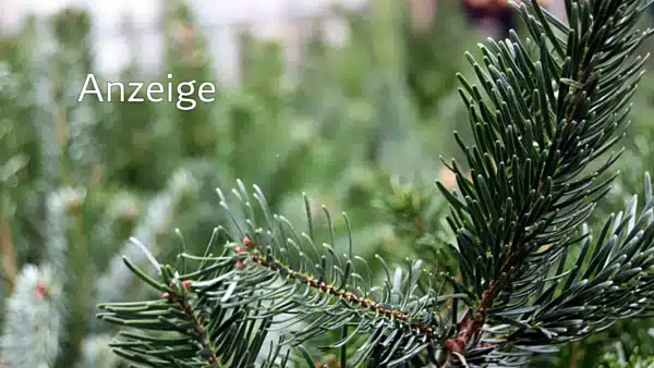 Anzeige: Weihnachtsbaumverkauf im Alten Heizhaus