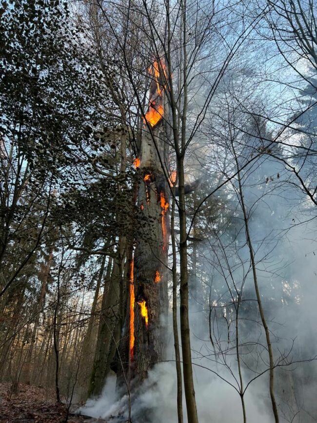 Brennender Baum in der Dresdner Heide - Foto: Feuerwehr Dresden/Frank Kuntzsch