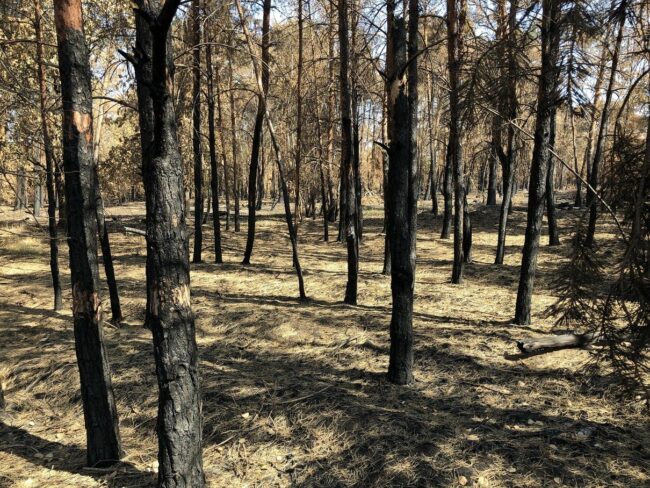 In der Gohrischheide bei Zeithain wurde im Jahr 2022 mit einer Schadfläche von etwa 553 Hektar der größte Einzelwaldbrand seit 1992 verzeichnet. Foto: Inge Gerdes, Sachsenforst