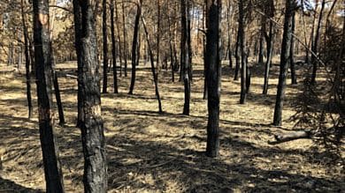 In der Gohrischheide bei Zeithain wurde im Jahr 2022 mit einer Schadfläche von etwa 553 Hektar der größte Einzelwaldbrand seit 1992 verzeichnet. Foto: Inge Gerdes, Sachsenforst