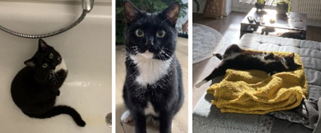 Vermisster Kater Handrji