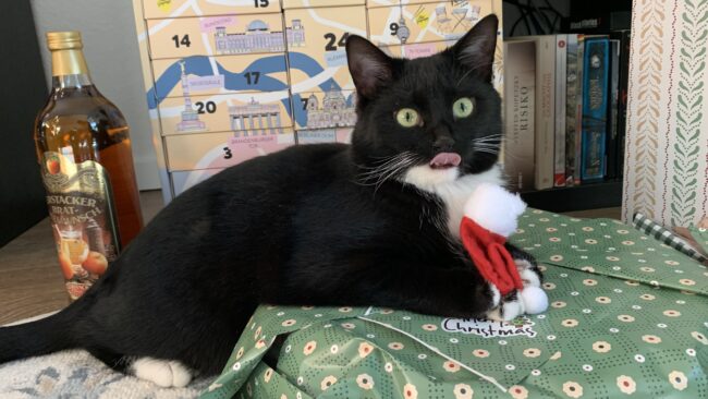Vermisste Kater