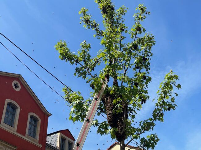 Der Schwarm lässt sich im Baum nieder 