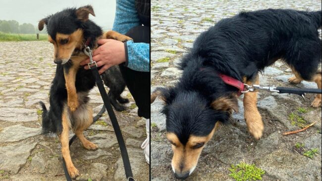 Am Elbufer gefundener Hund.
