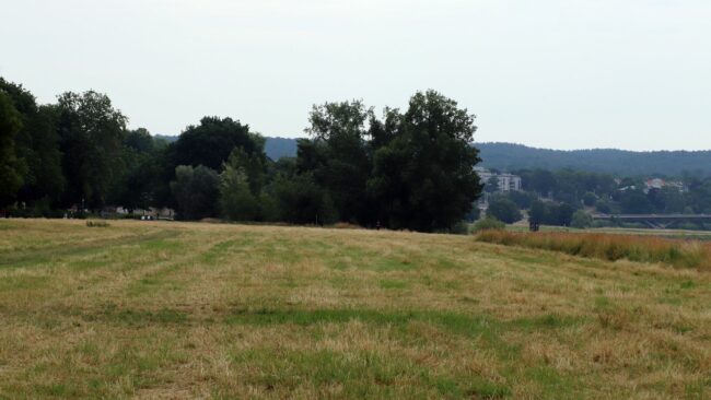 Gemähte Elbwiese, rechts im Bild ein ungemähter Abschnitt.