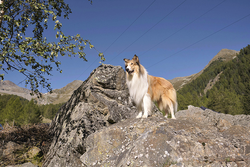 Lassie - Ein neues Abenteuer - in der Schauburg