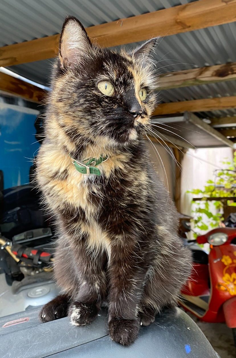 Katze Klaus von Schlecker in seiner natürlichen Umgebung auf der Erlenstraße - Foto: Lisa S.