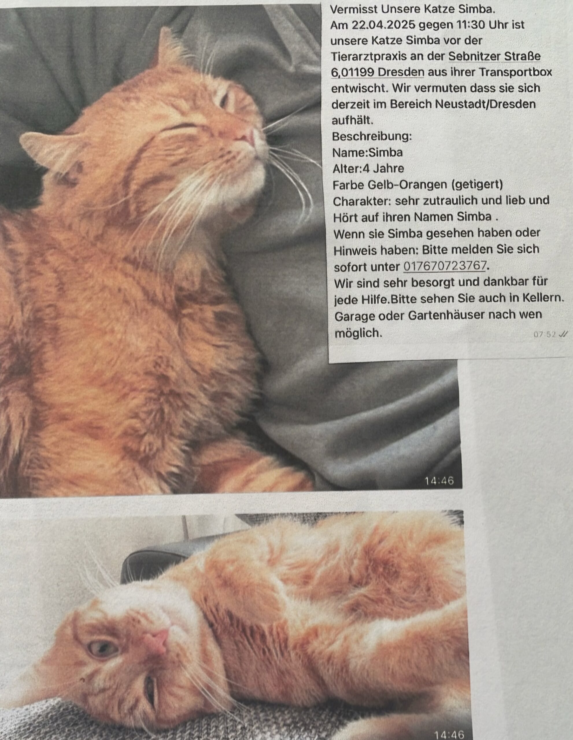 Vermisster Simba