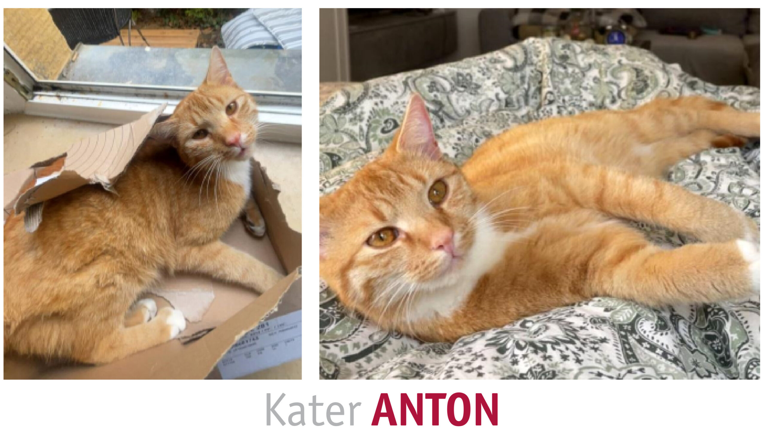 Vermisster Kater Anton
