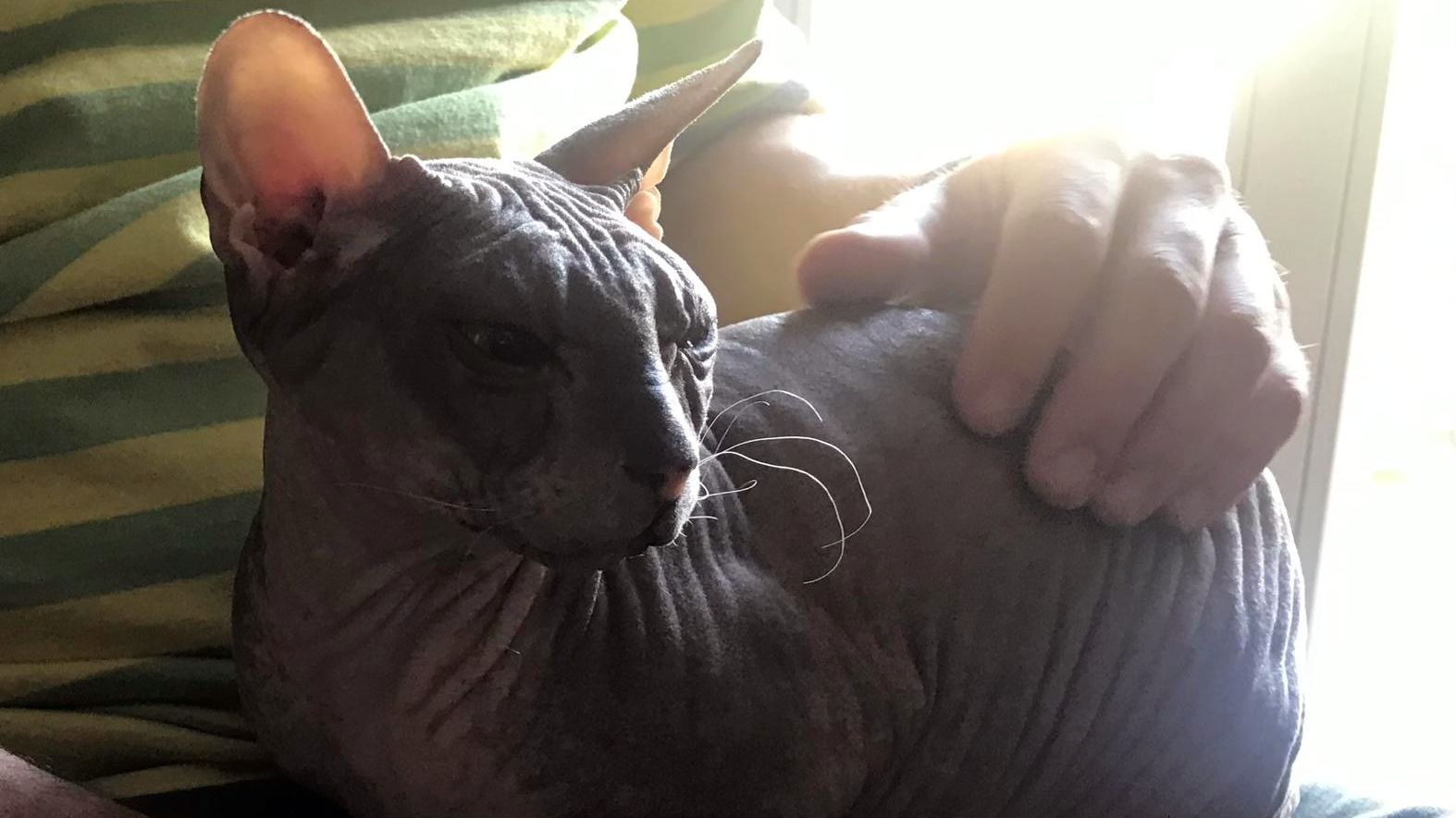 Vermisste Nacktkatze Zara