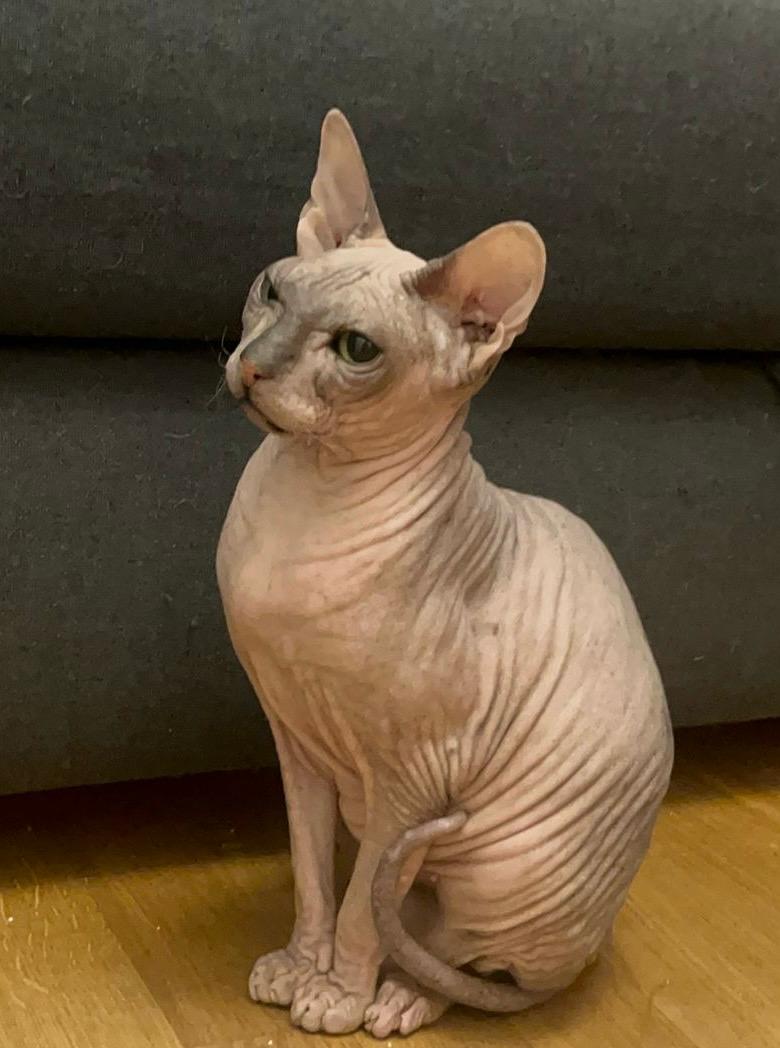 Vermisste Nacktkatze Zara