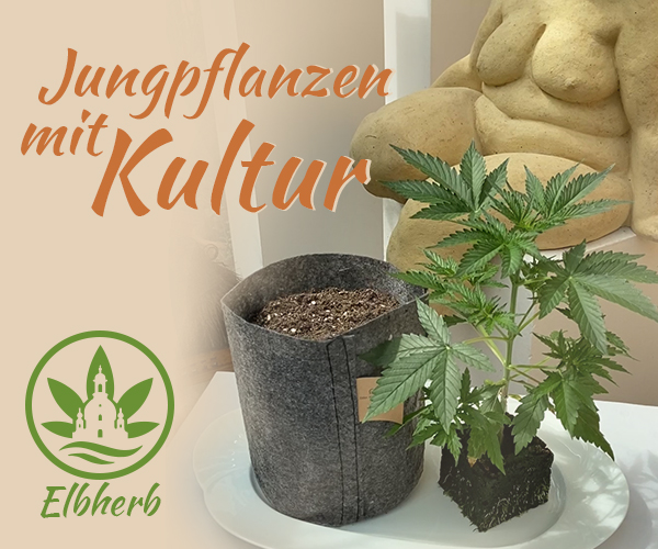 Cannabis-Jungpflanzen mit Kultur