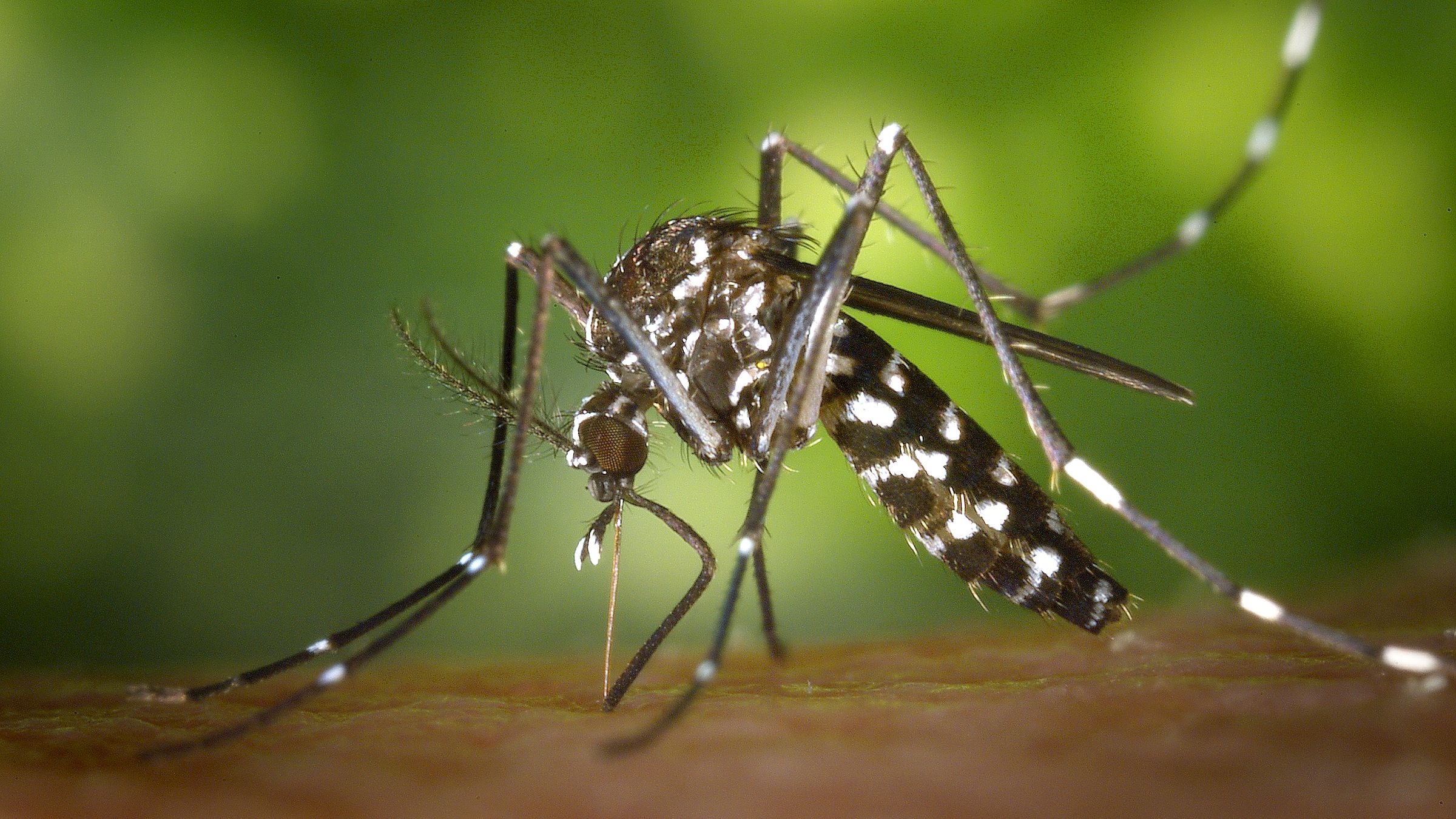 Asiatische Tigermücke