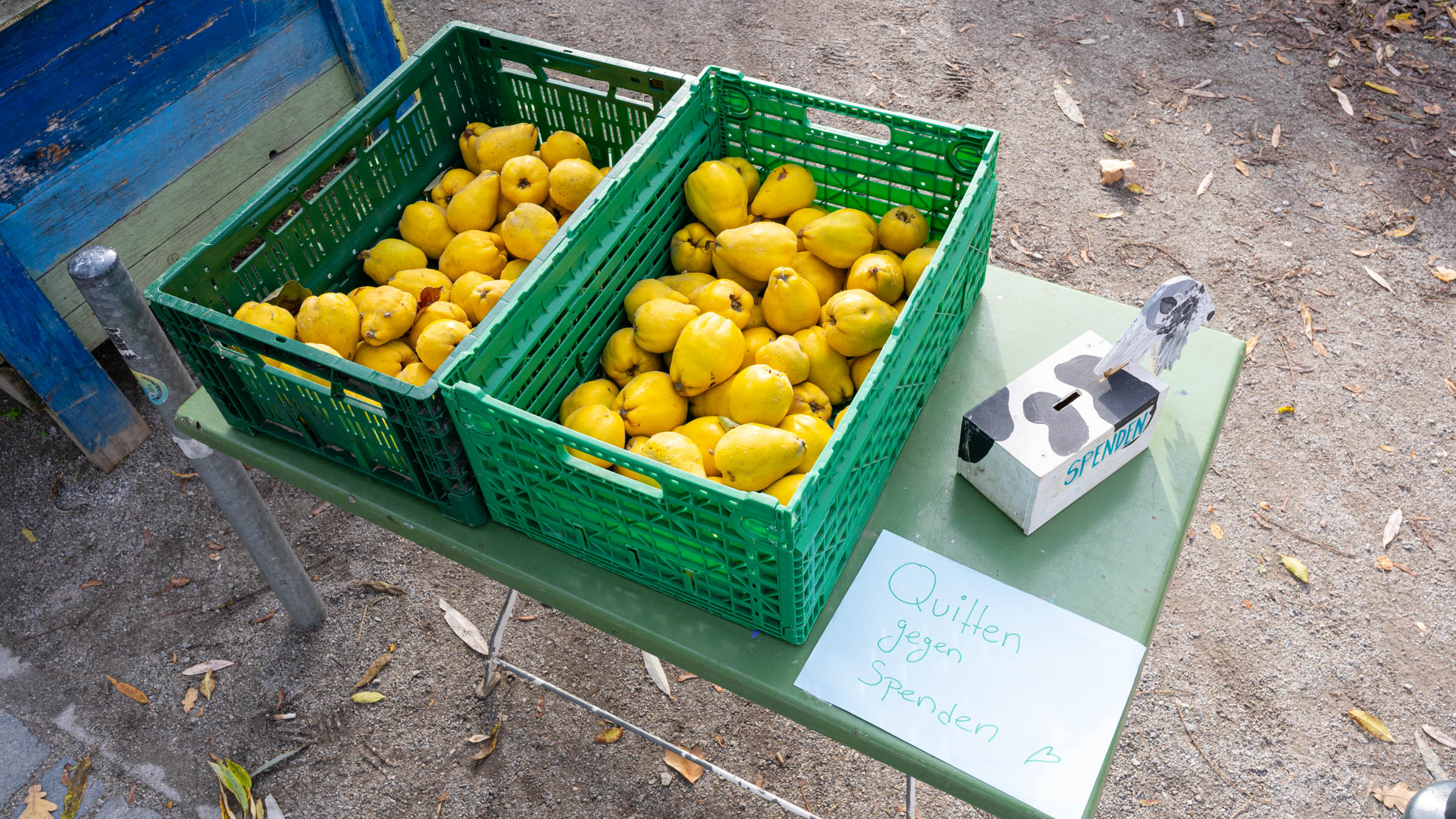 Saisonal und regional: knallgelbe Quitten gegen eine kleine Spende. Foto: Sebastian Diehl