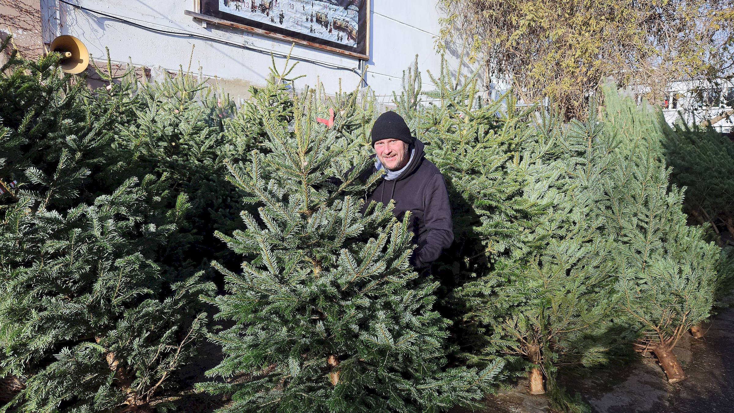 Trödelbarde Sven Hellmich inmitten seiner Tannen. Foto: Anton Launer