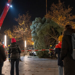 Weihnachtsbaum für den Augustusmarkt. Foto: Sebastian Diehl