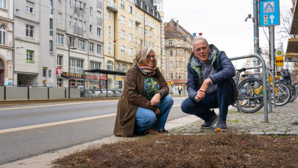 Ulla Wacker (Grüne) und Norbert Rogge (Grüne) vor einer umbepflanzten Baumscheibe an der Bautzner Straße. Foto: Sebastian Diehl
