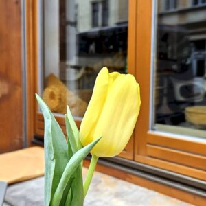 Das Combo hat schon mal die Tulpen rausgestellt. Foto: Anton Launer