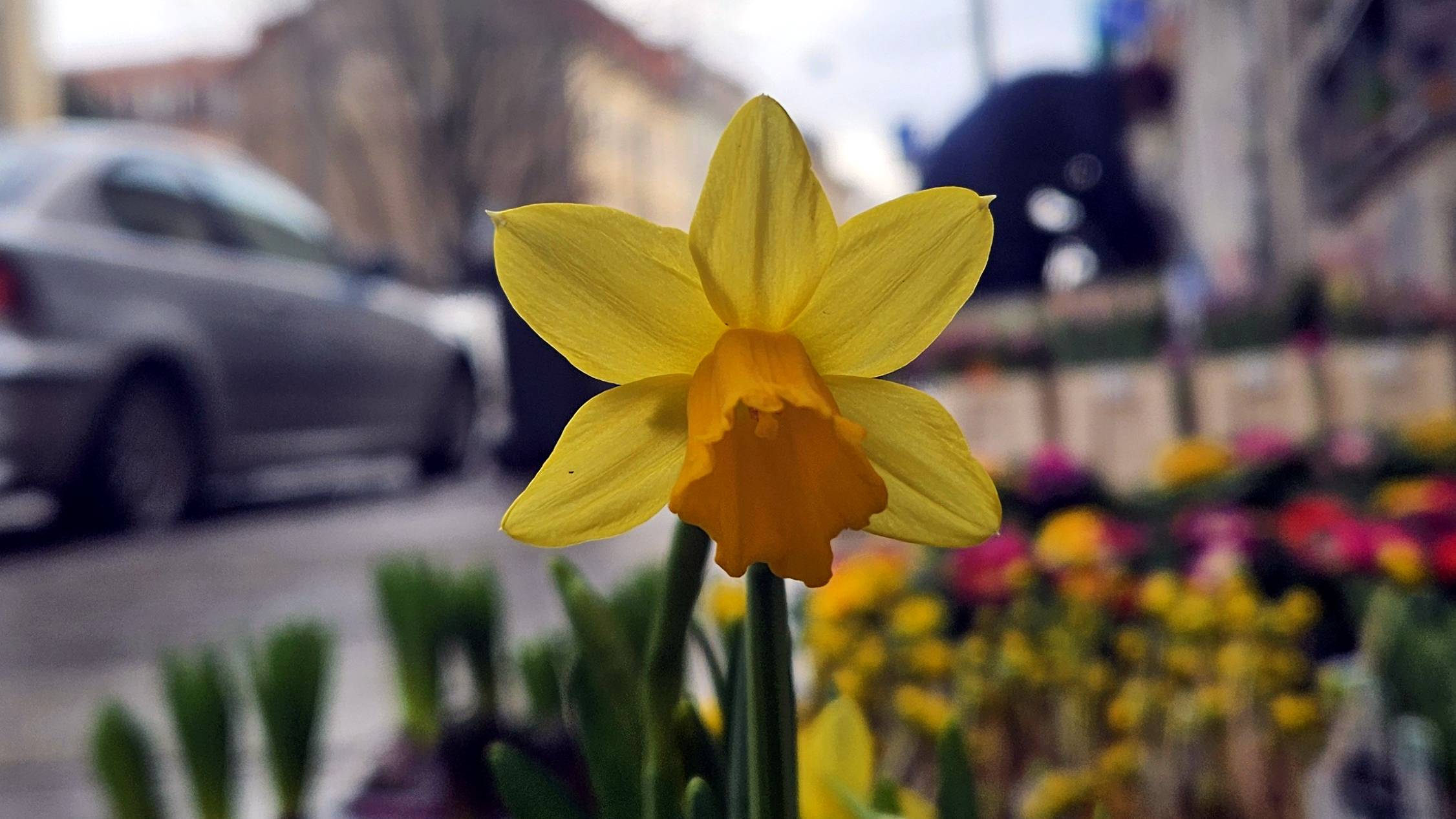 Blühende Osterglocken im Januar - der Blumenhandel macht es möglich. Foto: Anton Launer