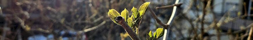 Frühling sprießt im Hof an der Prießnitzstraße im Februar 2026