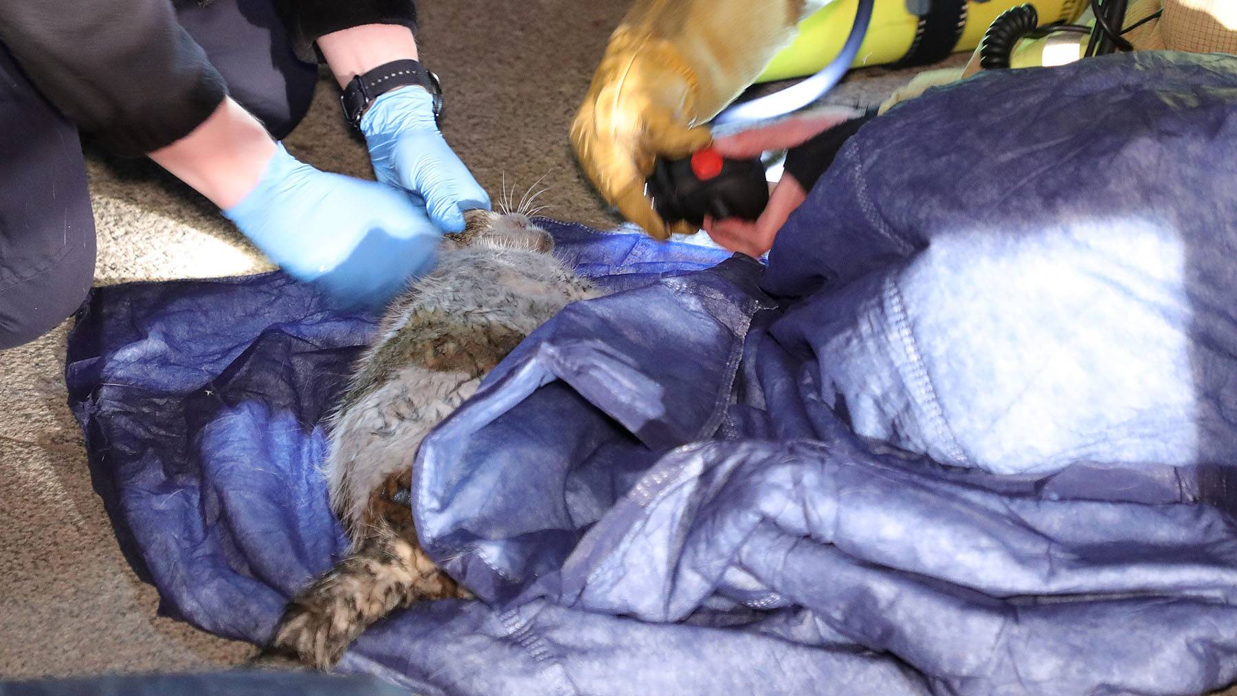 Eine der geretteten Katzen - Foto: Roland Halkasch