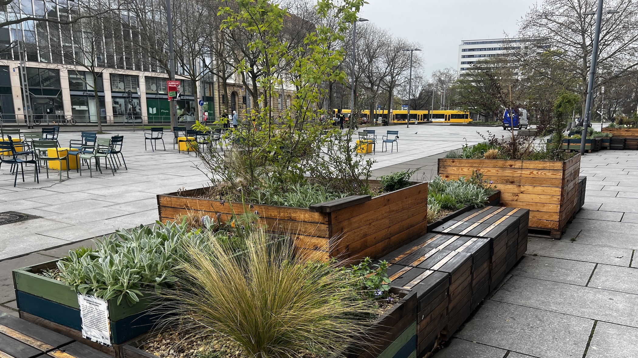 Die Seestraße in der Altstadt grünt bereits – bald könnte auch die Louisenstraße in der Neustadt folgen – Foto: Mercedes Braun