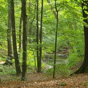 Im Frühling mit am schönsten - die Dresdner Heide - Foto: Christina Loose