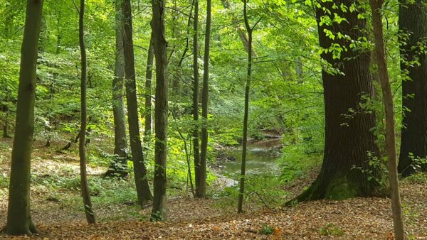 Im Frühling mit am schönsten - die Dresdner Heide - Foto: Christina Loose