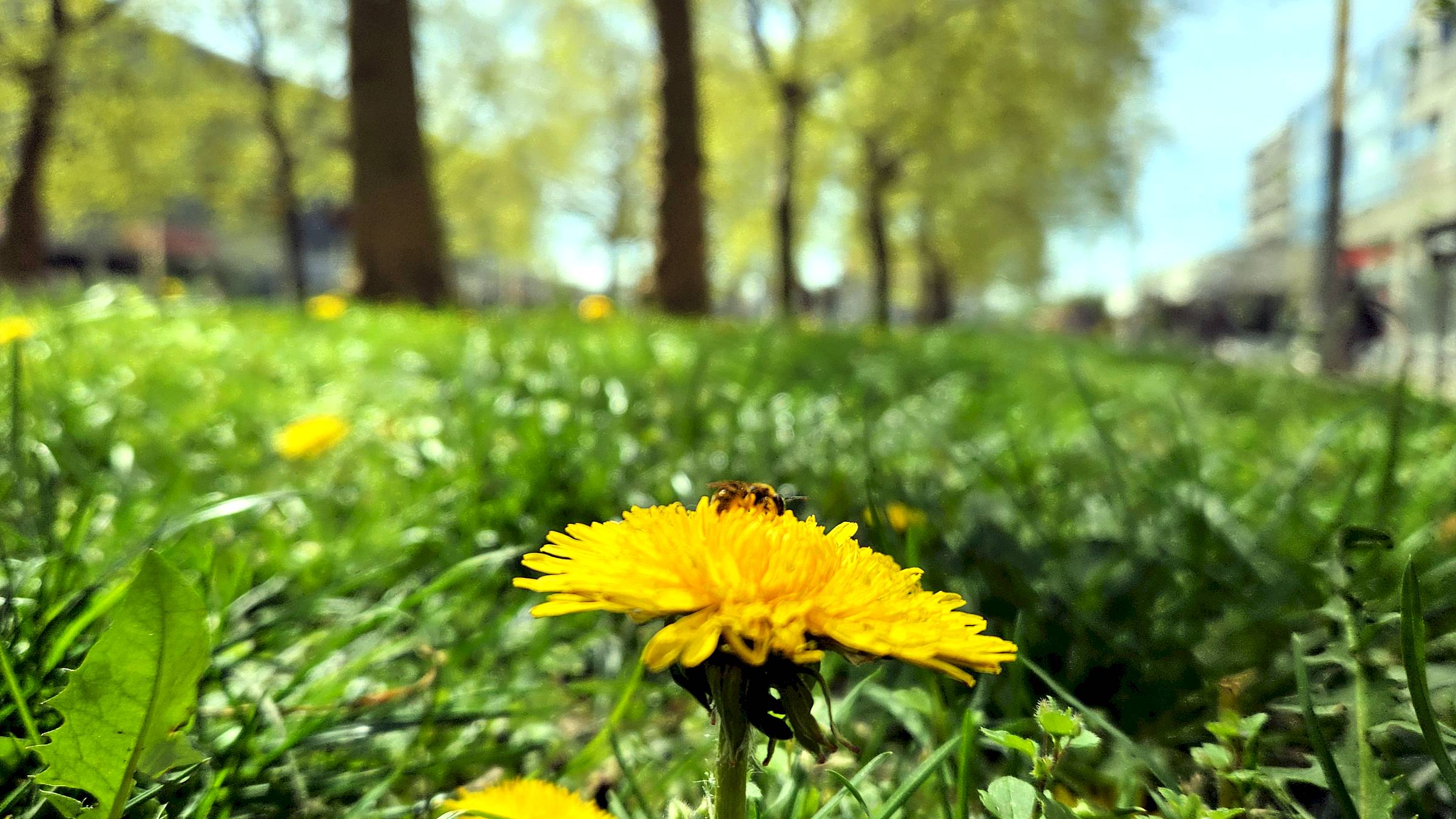 Für den Löwenzahn auf der Hauptstraße ist Frühling schon da. Foto: Anton Launer