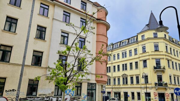 Die Traubenkirsche hat ausgedient, jetzt werden Gingkos gepflanzt. Foto: Anton Launer