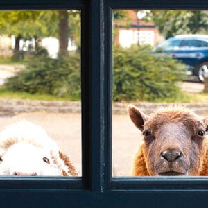 THE SHEEP DETECTIVES