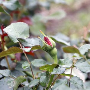 Kurz vorm Erblühen: Röschen im Rosengarten - Foto: Anton Launer