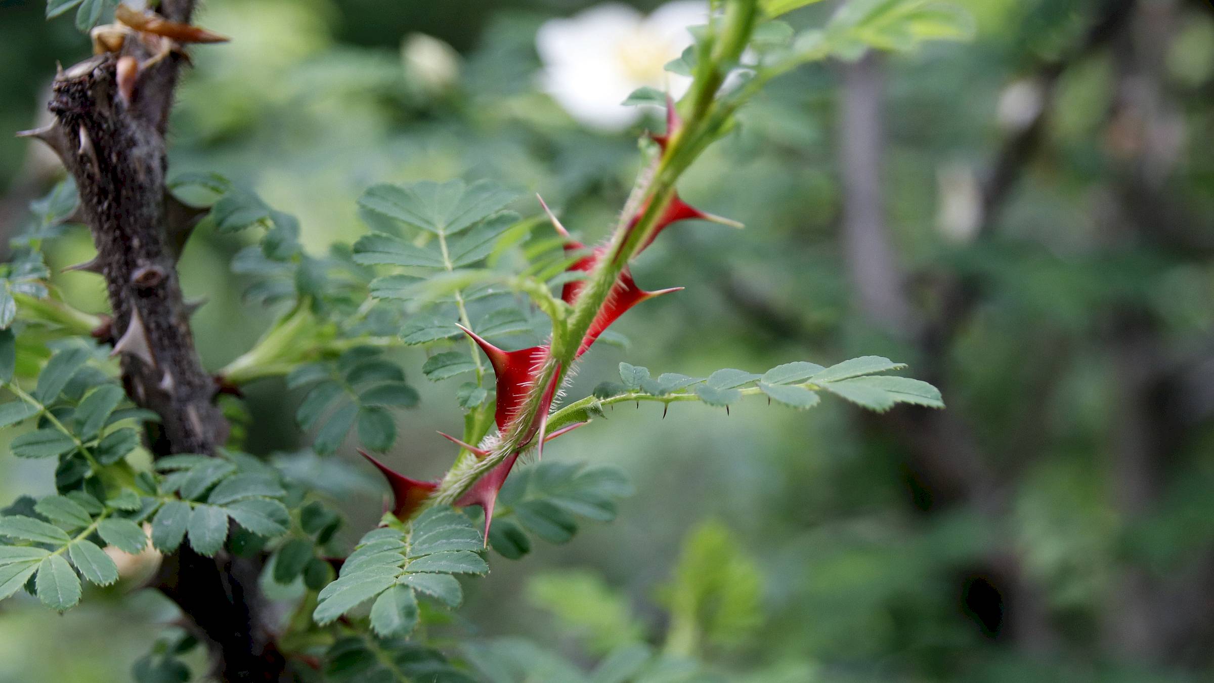 Manchmal leuchten die Stacheln der Rosen schöner als die Rose selbst - Foto: Anton Launer