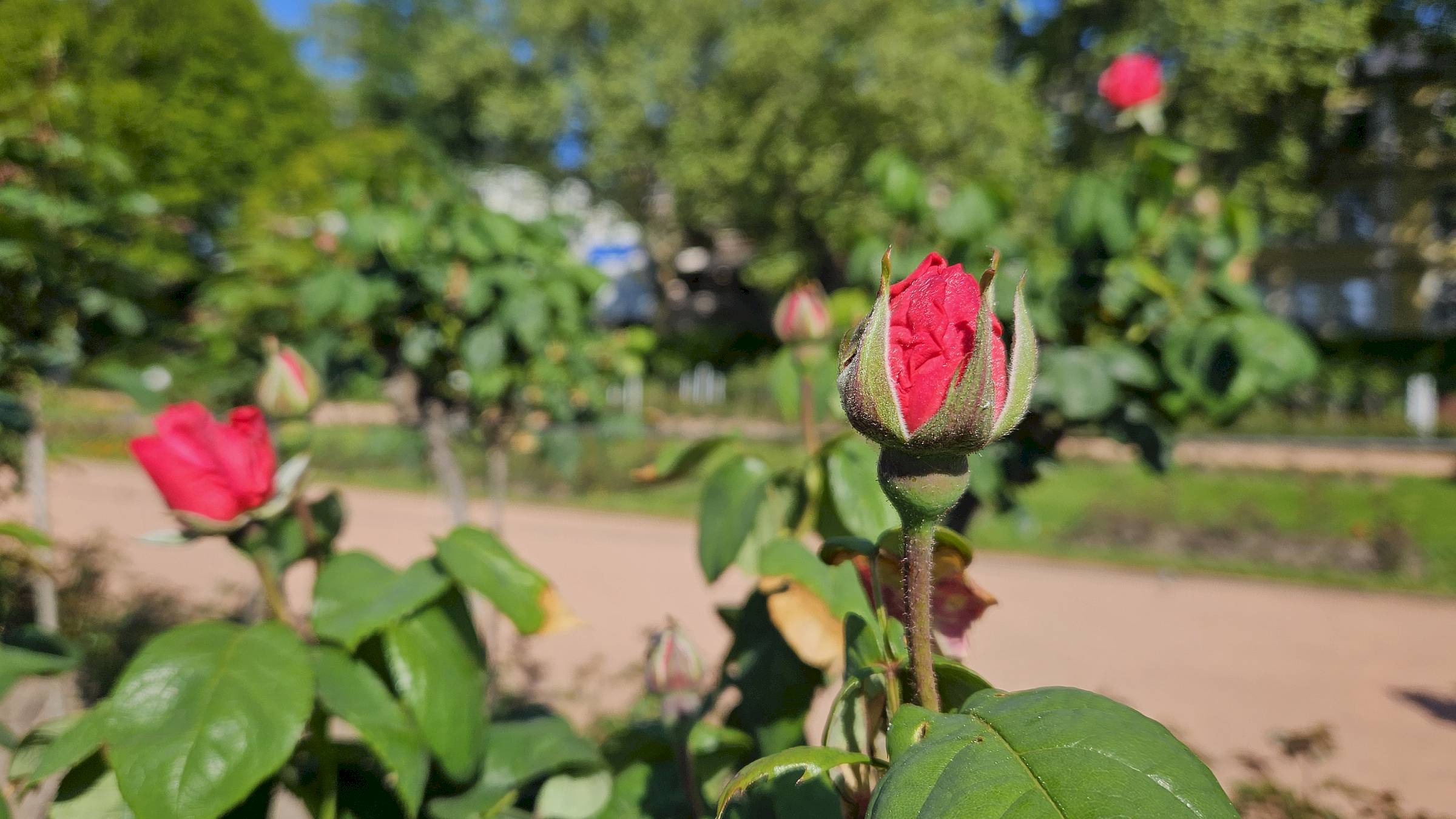 Rosen - Foto: Anton Launer