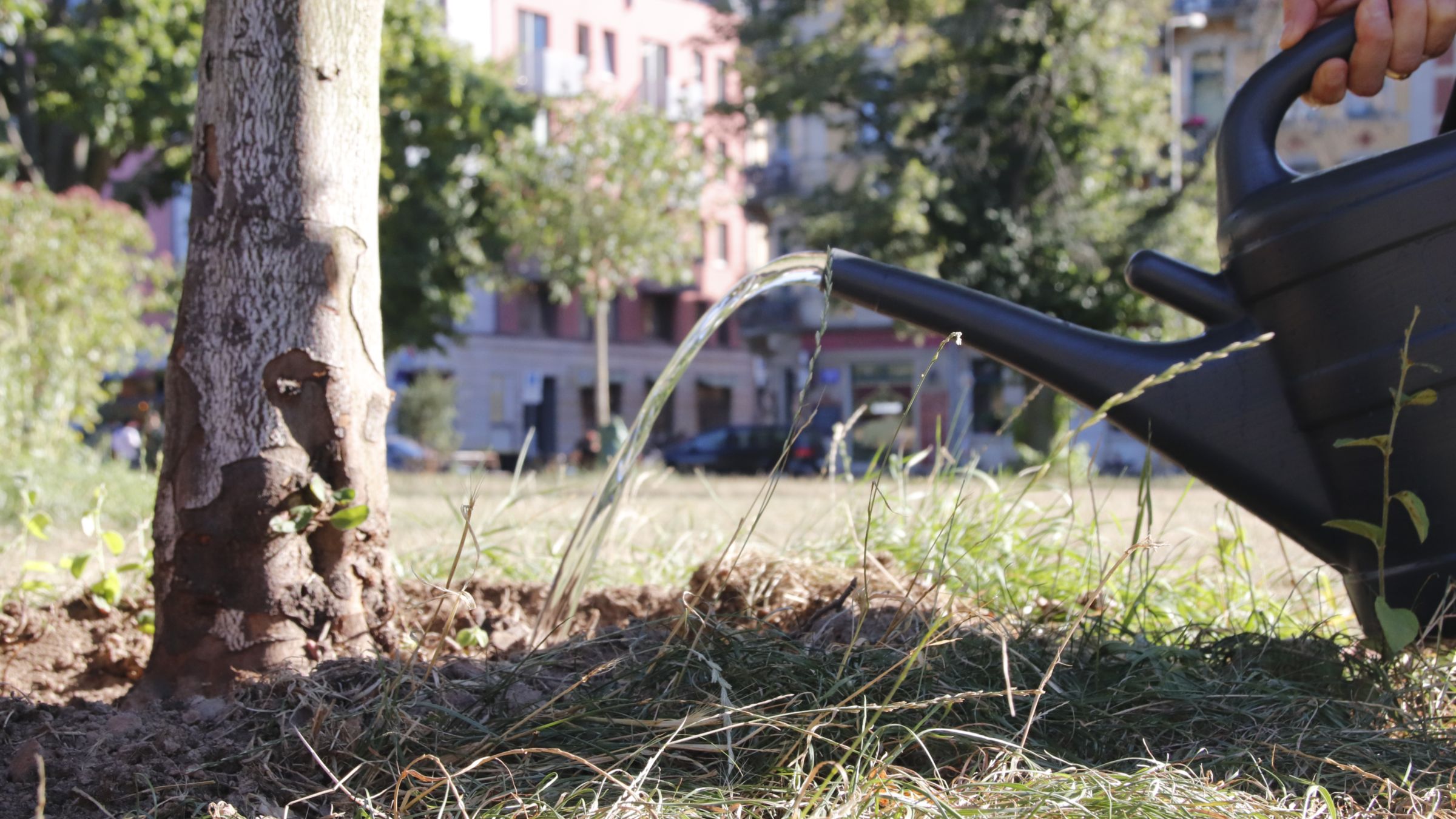 Die Bäume auf dem Alaunplatz können die Wässerung gut vertragen. Foto: Anton Launer