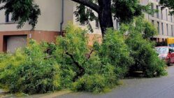 Zwei schwere Äste stürzten gestern an der Dr.-Friedrich-Wolf-Straße auf ein geparktes Auto. Foto: Winfried Rühle