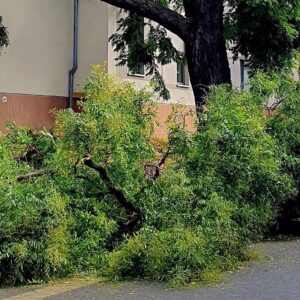 Zwei schwere Äste stürzten gestern an der Dr.-Friedrich-Wolf-Straße auf ein geparktes Auto. Foto: Winfried Rühle