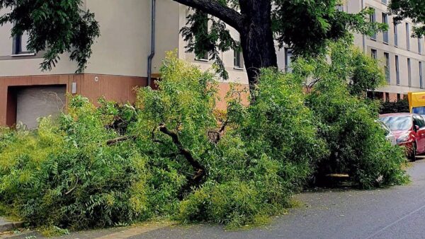 Zwei schwere Äste stürzten gestern an der Dr.-Friedrich-Wolf-Straße auf ein geparktes Auto. Foto: Winfried Rühle
