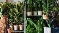 Pflanzen für alle in der Markthalle Pflanzen für Alle - Foto: neuerdings
