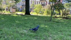 Am 6. September will die Stadttauben-Initiative Dresden auf dem Alaunplatz demonstrieren. Foto: Maris Beck