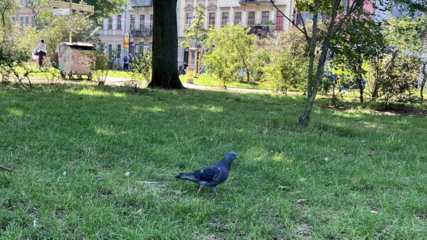Am 6. September will die Stadttauben-Initiative Dresden auf dem Alaunplatz demonstrieren. Foto: Maris Beck