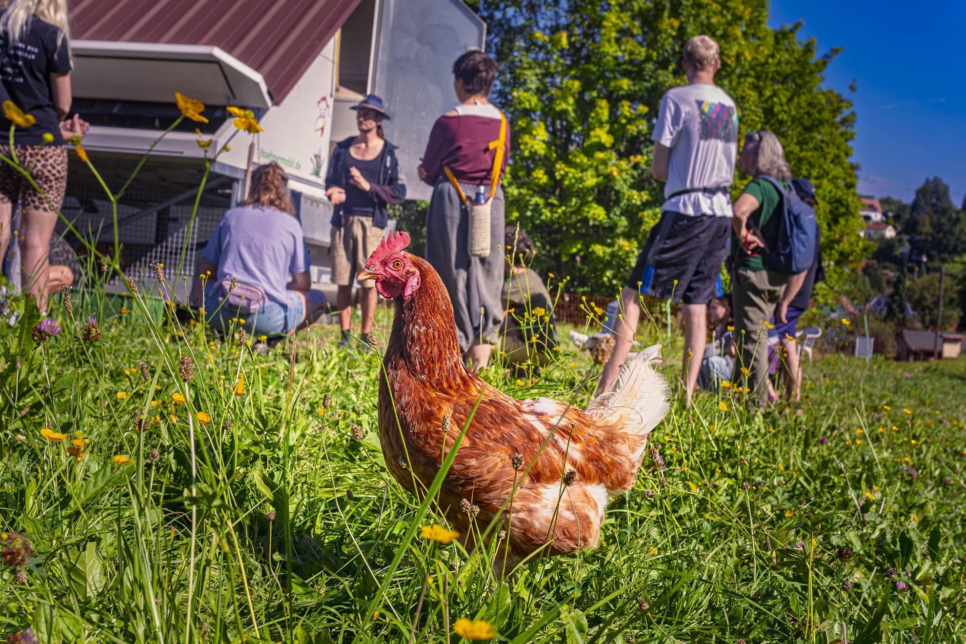 Bereit für die Bio-Erlebnistage? Die Henne wartet schon. Foto: PR/Victor Smolinski