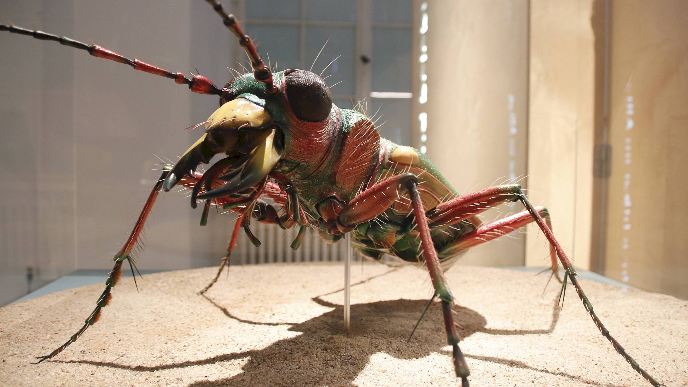 Der Sandlaufkäfer darf natürlich in der Ausstellung nicht fehlen - Foto: Anton Launer