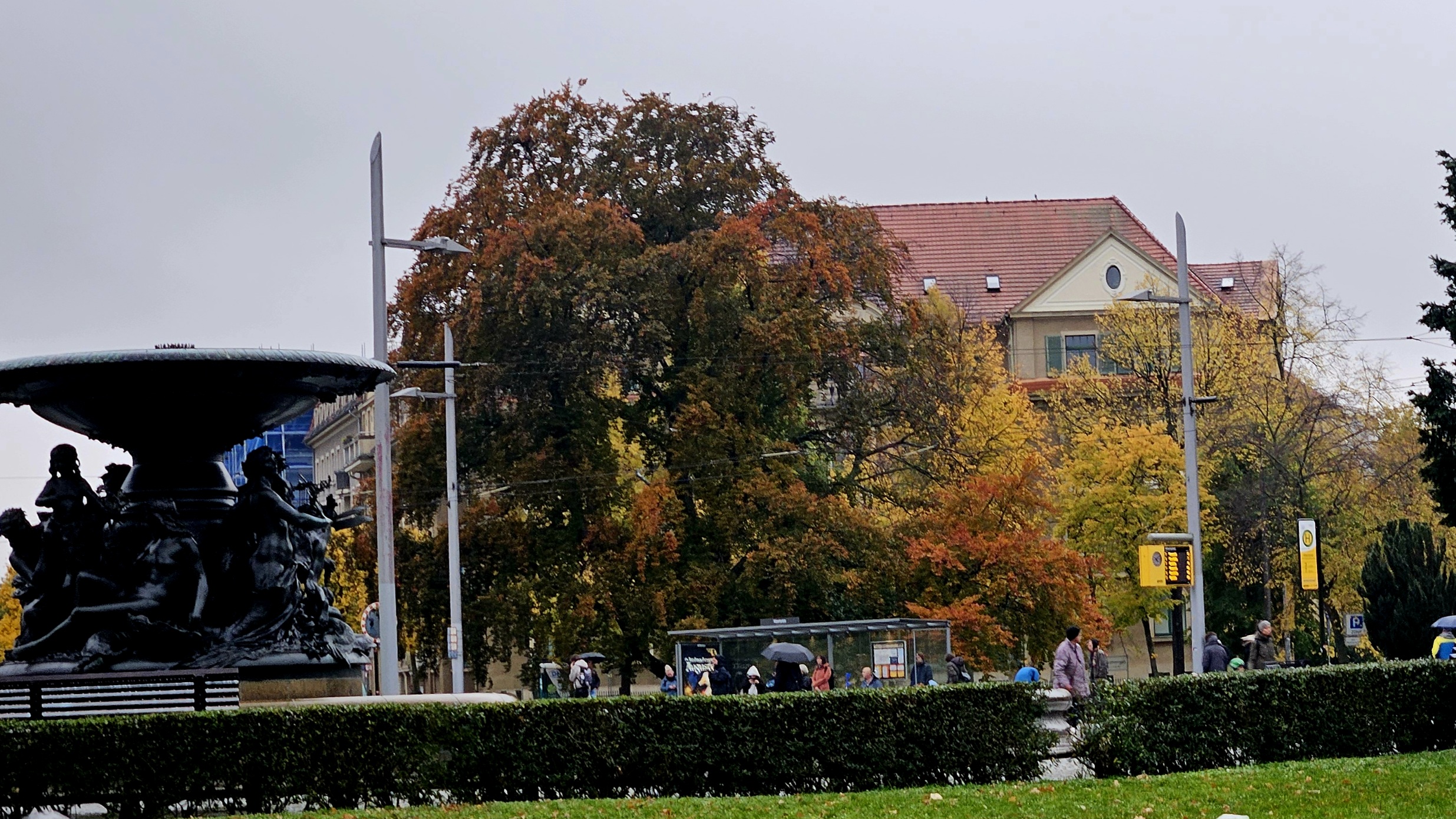Blutbuche am Albertplatz. Foto: Anton Launer 